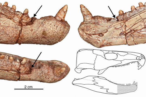 Dental evolution big toothache for ancient reptile