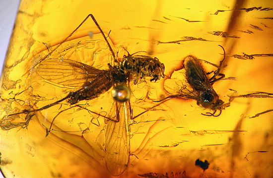 Fossilized insects preserved in amber for 20 million years