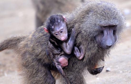 Baboon bond