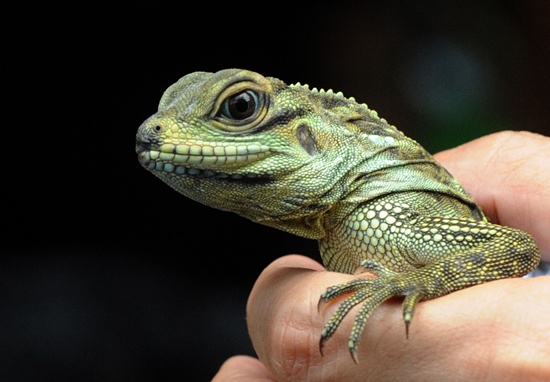 Sailfin lizard