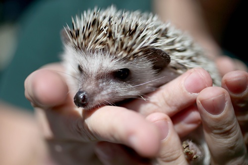 Exotic pets