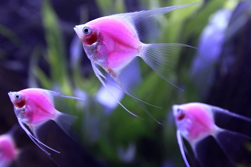 GM fish