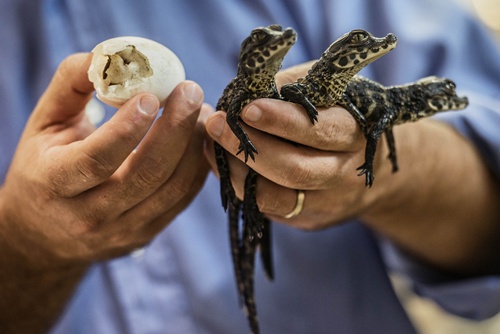 Dwarf crocodiles