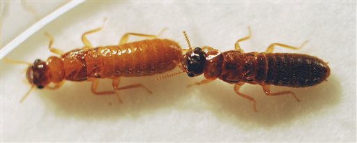 Termite mating