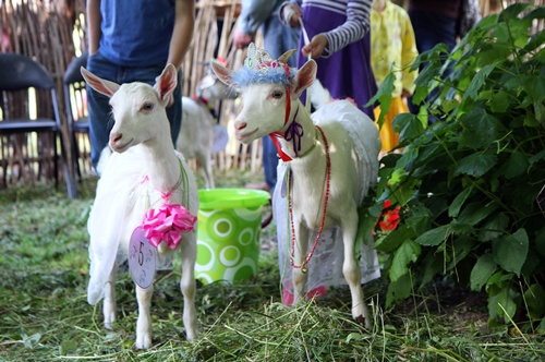 Photo Gallery Goat beauty contest