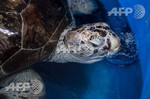 Thais shell-shocked as coin-swallowing turtle dies