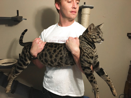 World's tallest pet cat