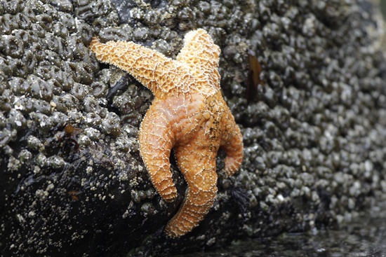 Barrier Reef funding boost to tackle predatory starfish