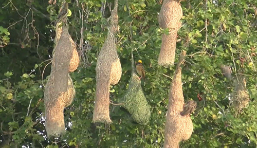 \u0e21\u0e32\u0e15\u0e32\u0e21\u0e19\u0e31\u0e14!! \u0e19\u0e01\u0e01\u0e23\u0e30\u0e08\u0e32\u0e1a\u0e41\u0e2b\u0e48\u0e17\u0e33\u0e23\u0e31\u0e07 \u0e1a\u0e19\u0e15\u0e49\u0e19\u0e44\u0e21\u0e49\u0e02\u0e49\u0e32\u0e07\u0e1a\u0e49\u0e32\u0e19\u0e1b\u0e23\u0e30\u0e0a\u0e32\u0e0a\u0e19\u0e01\u0e25\u0e32\u0e22\u0e40\u0e1b\u0e47\u0e19\u0e41\u0e2b\u0e25\u0e48\u0e07\u0e14\u0e39\u0e19\u0e01\u0e44\u0e1b\u0e41\u0e25\u0e49\u0e27