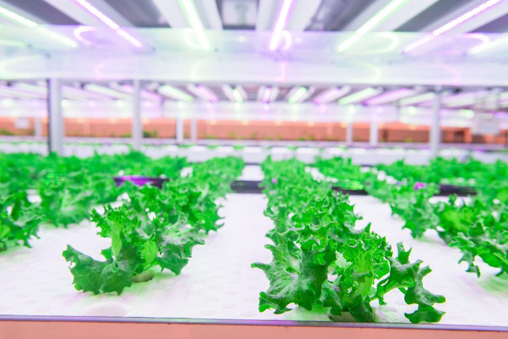 ชมความล้ำโรงงานผลิตพืช Plant Factory ปลูกได้ทั้งปีไม่พึ่งฤดูกาล