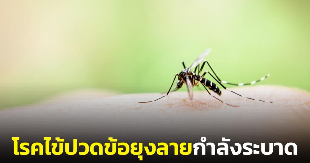 “Mor Yong” reveals that fever, joint pain, mosquitoes are spreading. Advise to destroy mosquito breeding grounds.