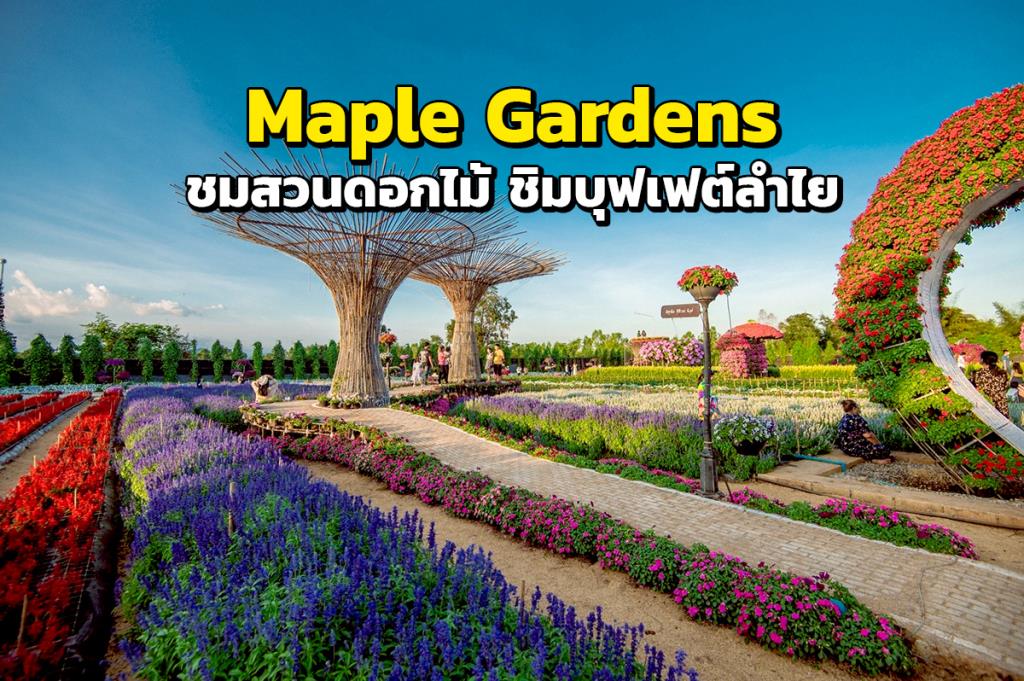 ชมสวนดอกไม้ ชิมบุฟเฟต์ลำไย "Maple Gardens" กาญจนบุรี หนึ่งปีเปิดให้ชมครั้งเดียว