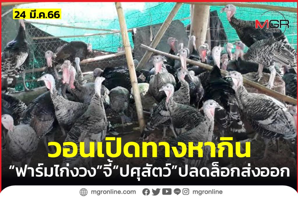 “ผู้เลี้ยงไก่งวง” ยื่น 4 ข้อเสนอเปิดทางทำมาหากิน จี้ “ก.ปศุสัตว์” เพิ่ม ...