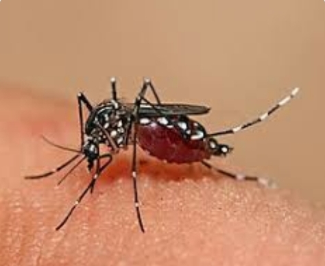 Chonburi Province Warns of Dengue Fever Outbreak and Requests Public Cooperation