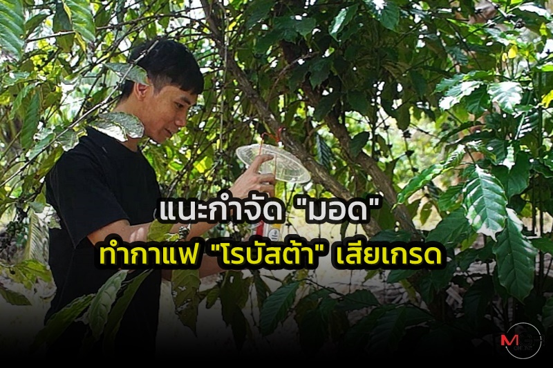 Boosting Robusta Coffee Production in Chumphon: The Solution to Eliminating the Moth Threat