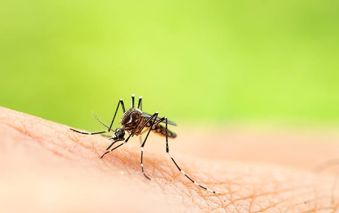 Decrease in Dengue Fever Cases in Thailand; Pregnant Women Advised on Mosquito Prevention