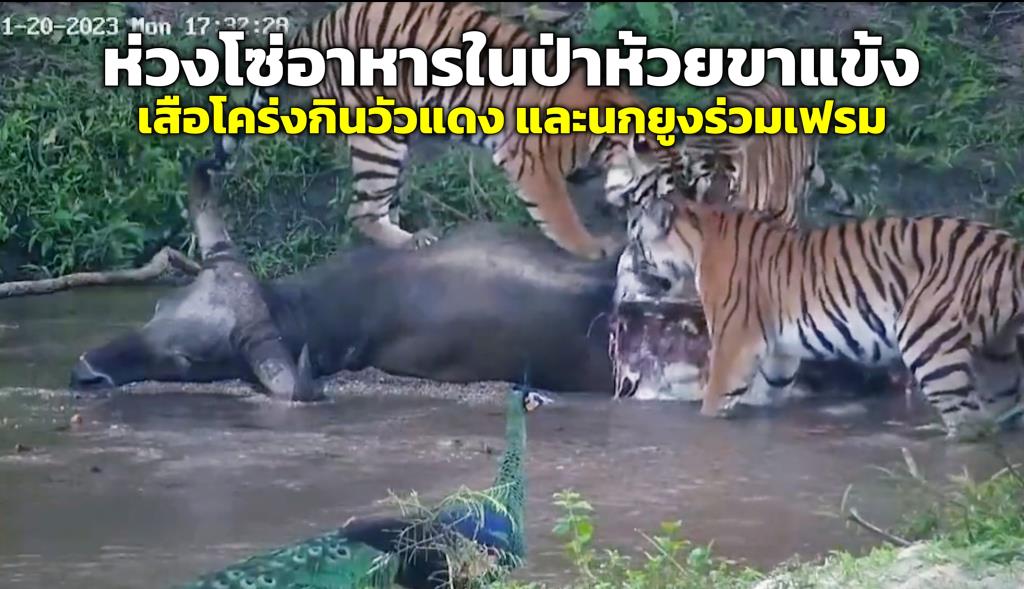 หาชมยาก “ห่วงโซ่อาหารในป่าห้วยขาแข้ง" คลิปเสือโคร่งกินเหยื่อวัวแดง