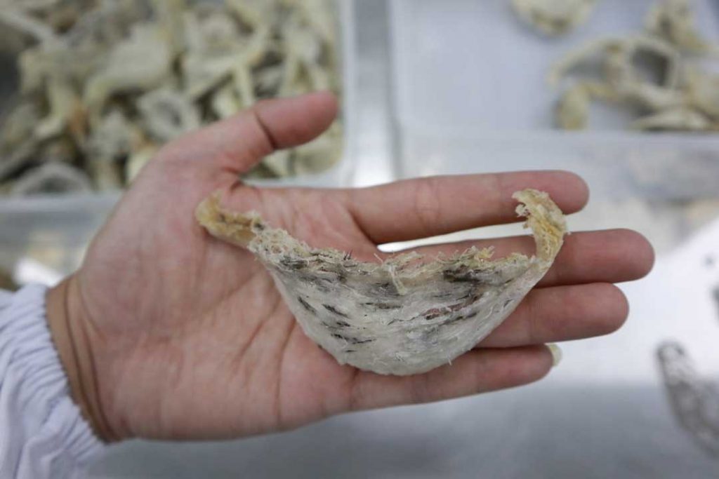 Bird’s nest…swallow is not just saliva. But there are 3 benefits