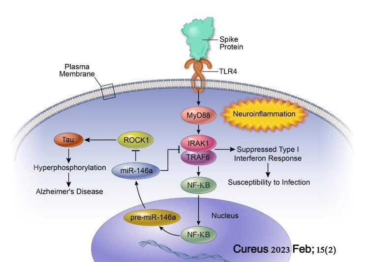 The Connection Between Spike Protein from COVID-19 mRNA Vaccine and Dementia – Research Findings