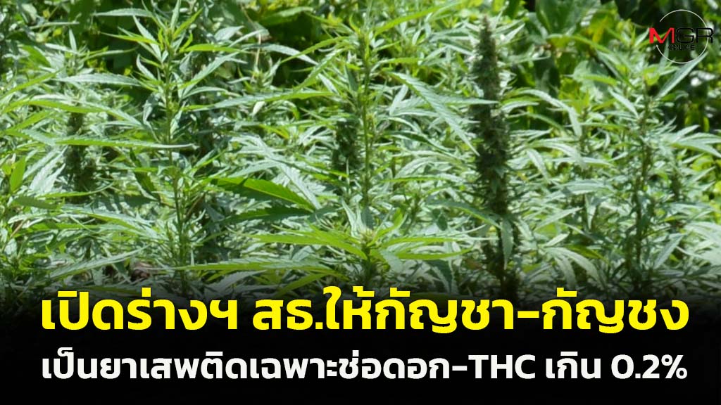 Reveals the draft discover from the Ministry of Public Well being to categorise “marijuana-hemp” as a drug, solely the inflorescences and extracts containing greater than 0.2% THC.