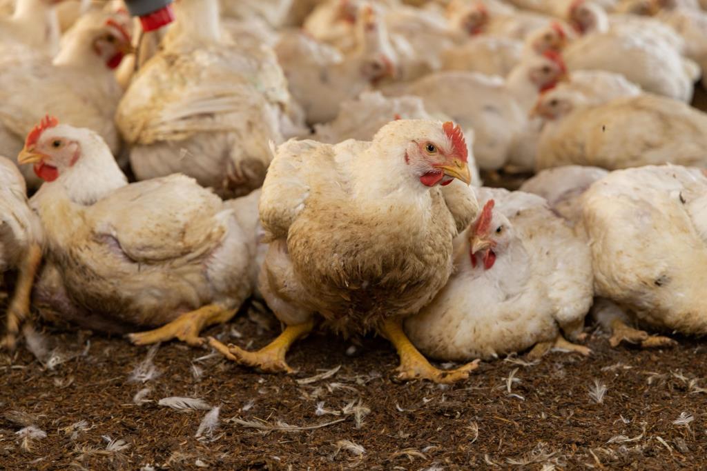 Join the Fight: Synergia Animal's Mission to Stop Avian Flu Through Safe Breeding Practices - News Directory 3