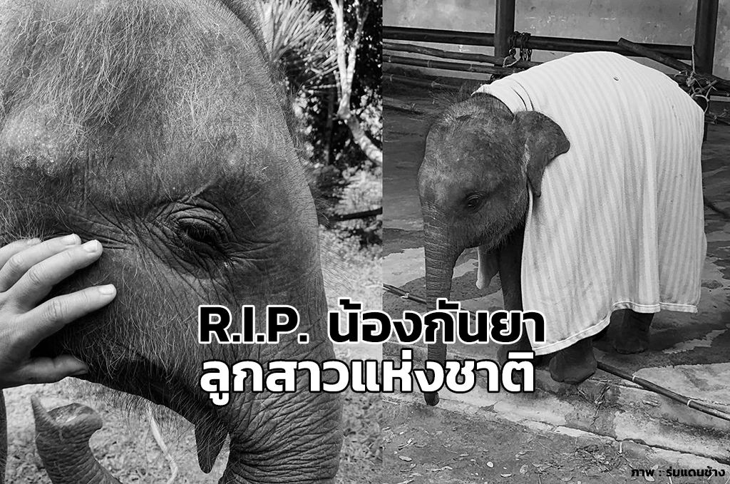 Beloved 'Nong Kanya' Leaves a Lasting Legacy: Thailand Mourns the Loss of its Cherished Elephant Icon - News Directory 3