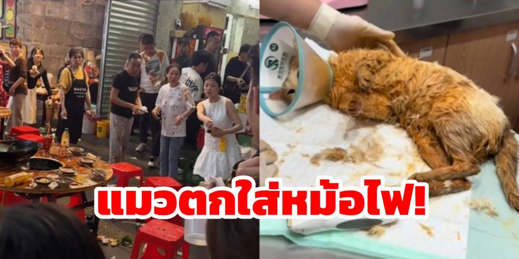 乐队中间的猫使锅汤，烫膏，9个客户，在治愈，工作，工作时商店的所有者肯定会使用！ （有一个剪辑）