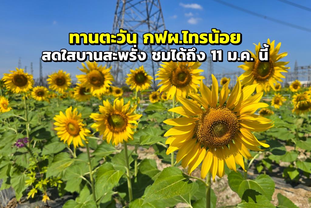 Bangkok Sunflower Field: EGAT Sai Noi, Nonthaburi - News Directory 3